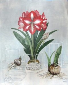 Amaryllis